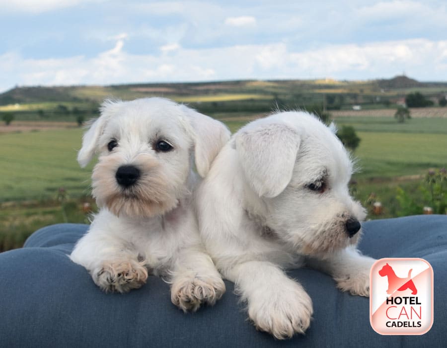 Criadores Schnauzer Miniatura