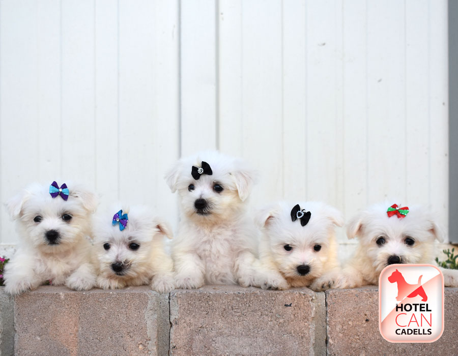 Perro Bichon Maltes precio