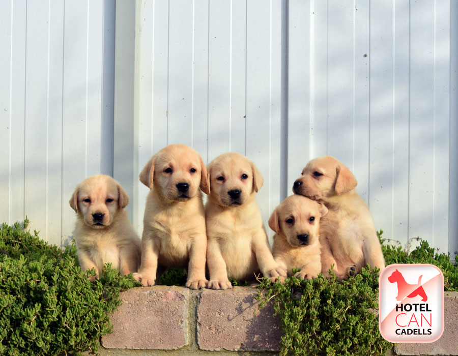 Perro Labrador precio