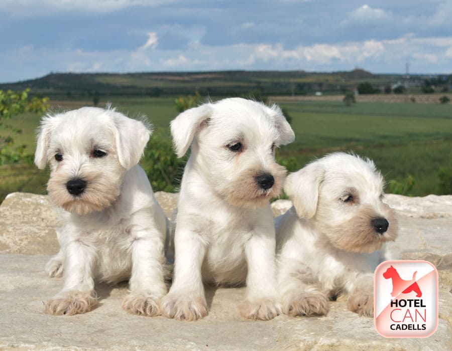 Precio Schnauzer Miniatura