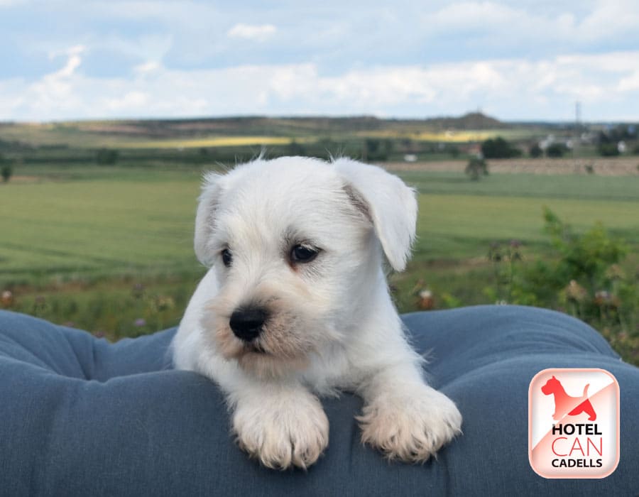 Schnauzer mini precio