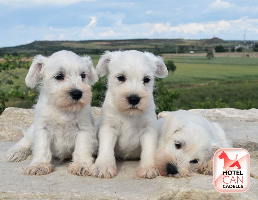 Schnauzer miniatura Barcelona