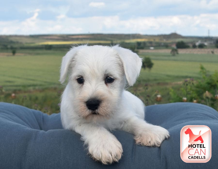 Schnauzer Miniatura Criadero