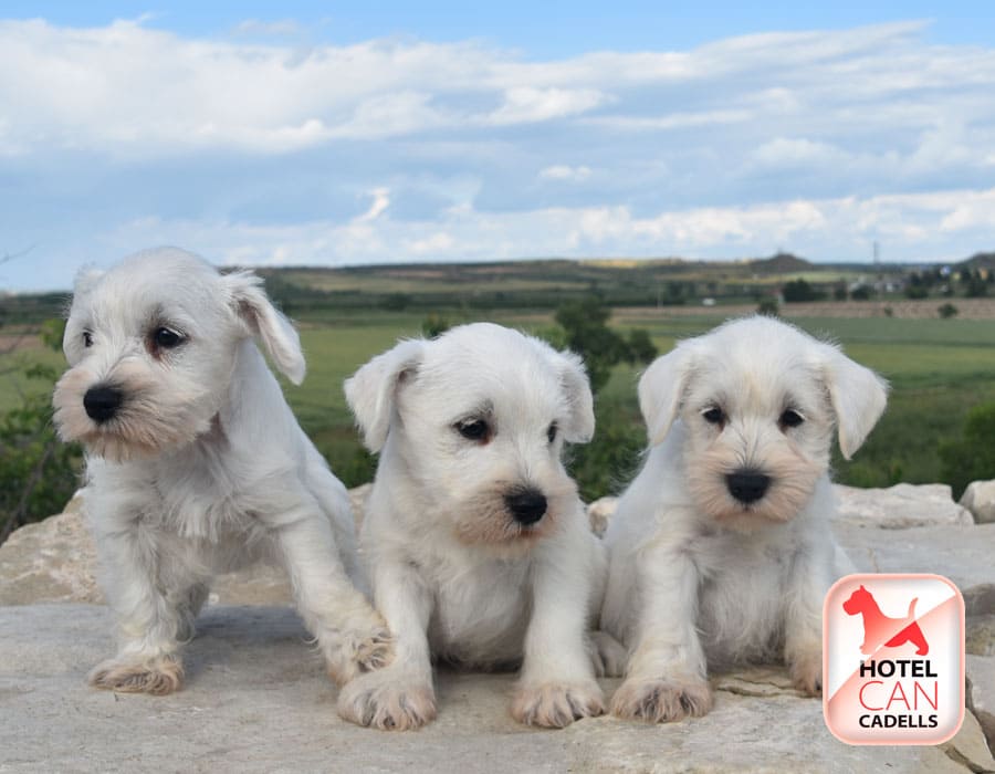 Schnauzer miniatura venta