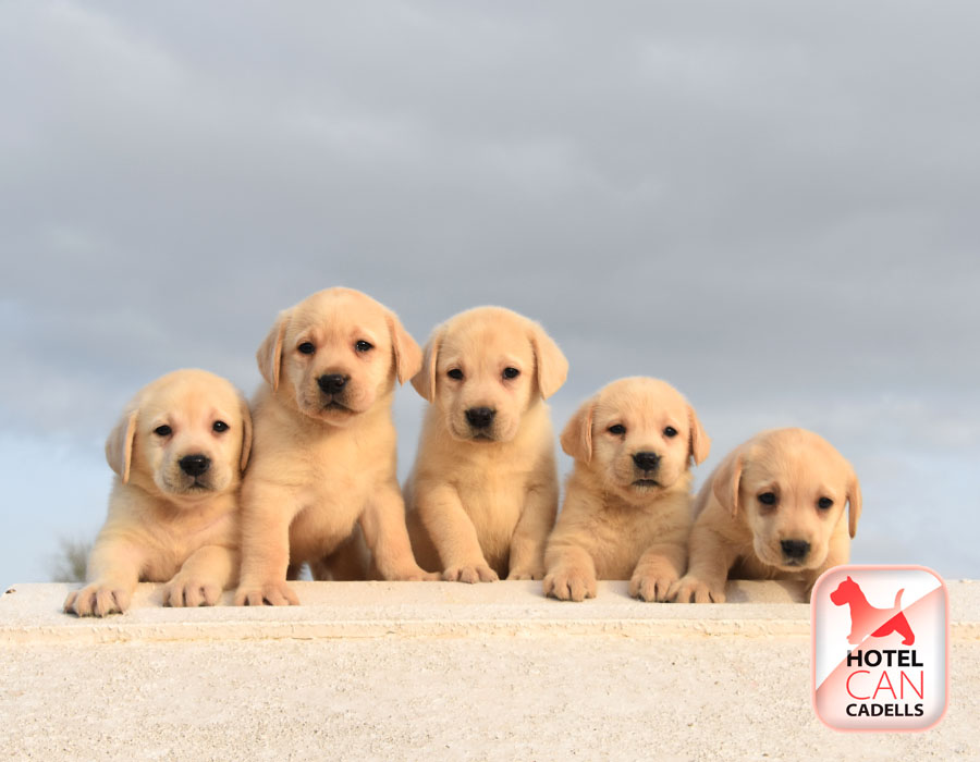 Ventas de Labradores