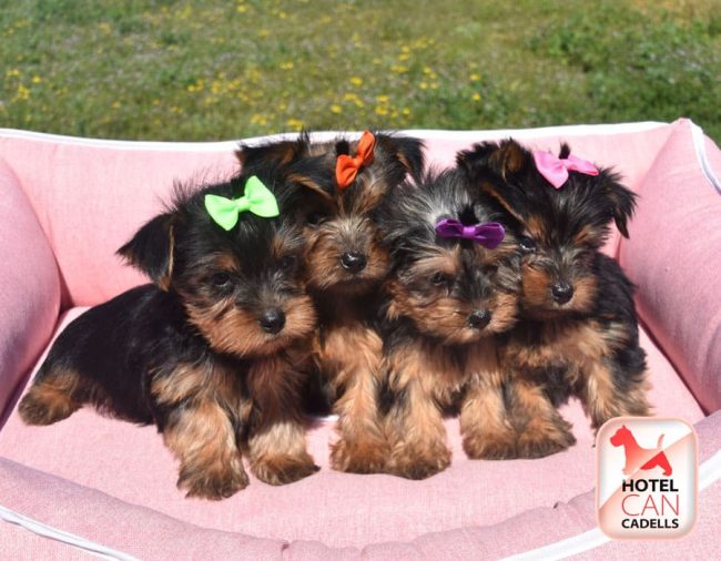 Yorkshire Terrier 09-10-2025