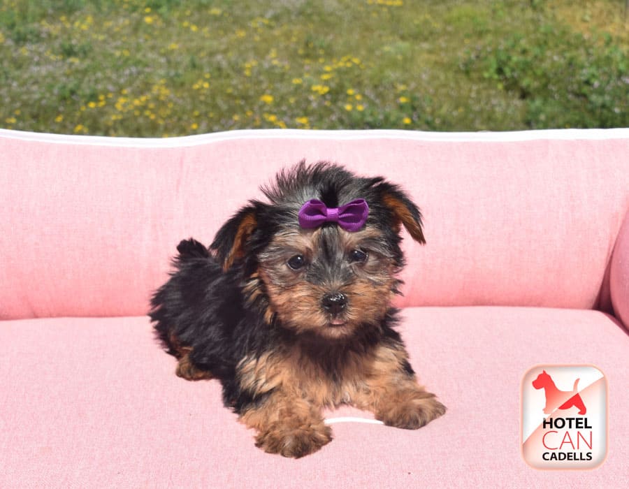 Yorkshire terrier Barcelona