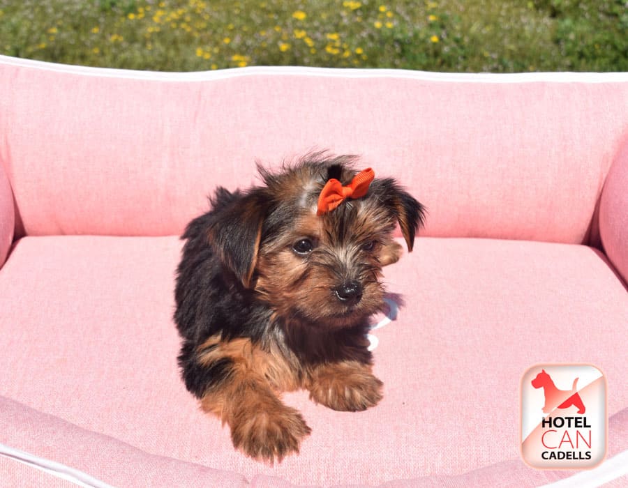 Yorkshire terrier precio