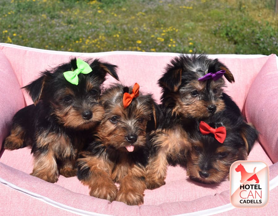 Yorkshire toy Barcelona