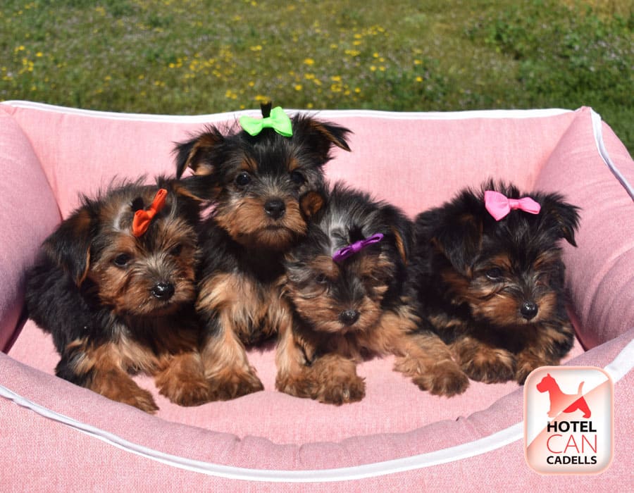 Yorkshire toy precio