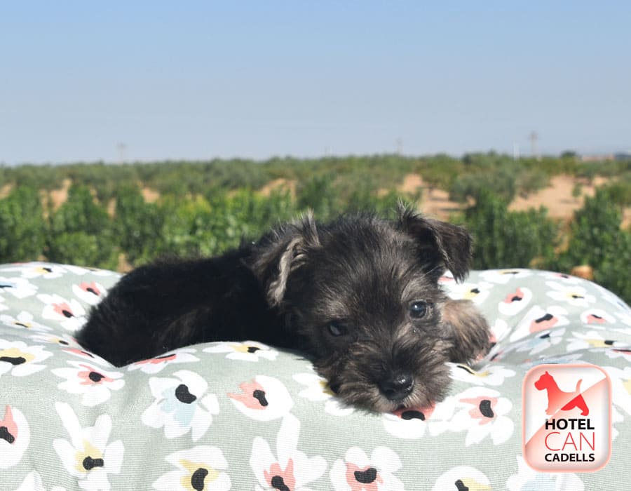 Cachorros Schnauzer Miniatura