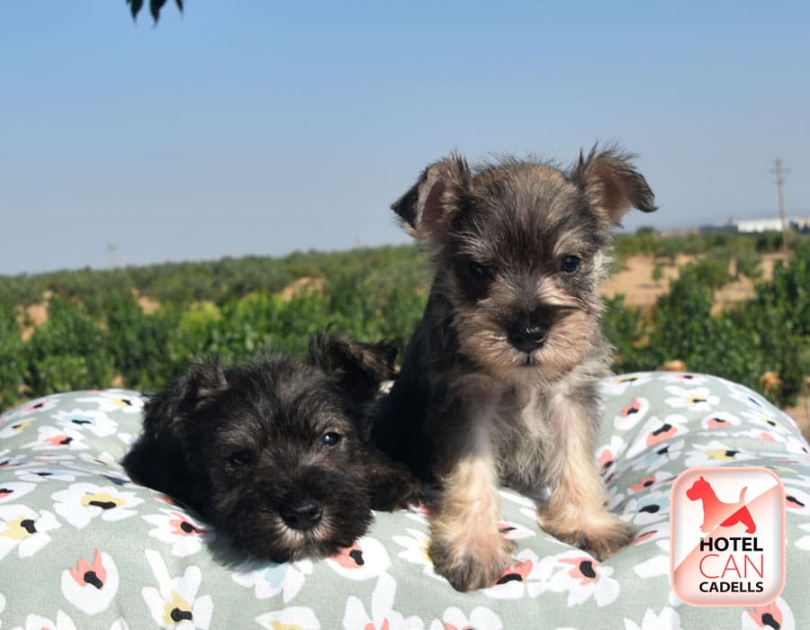 Compro Schnauzer