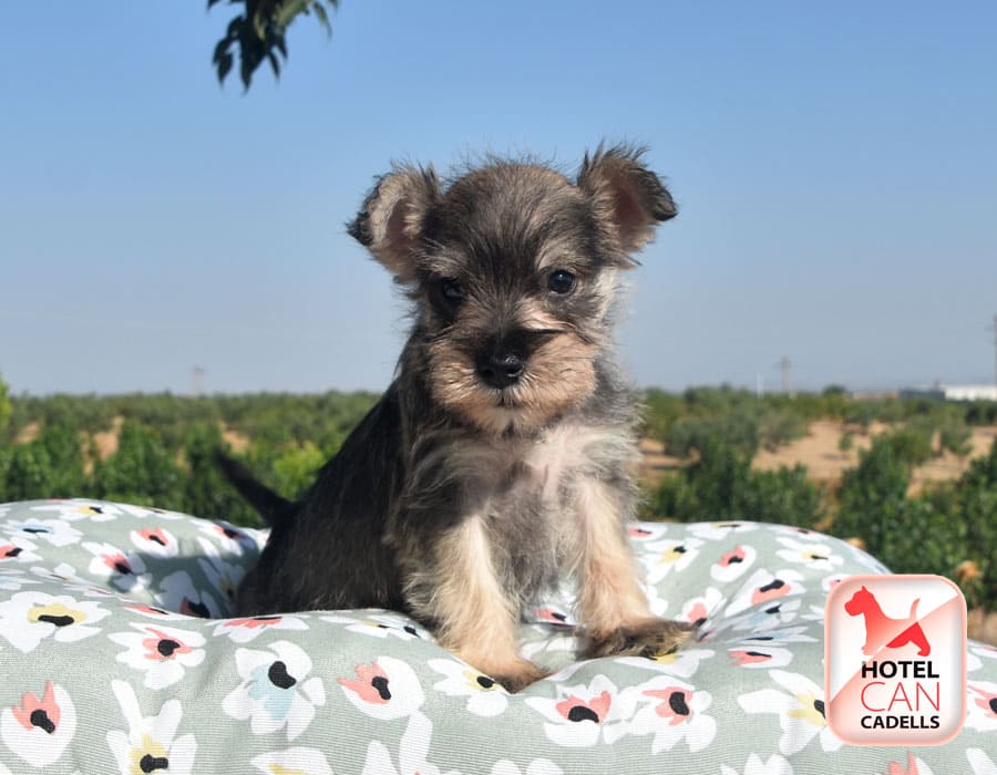 Criadero de Schnauzer