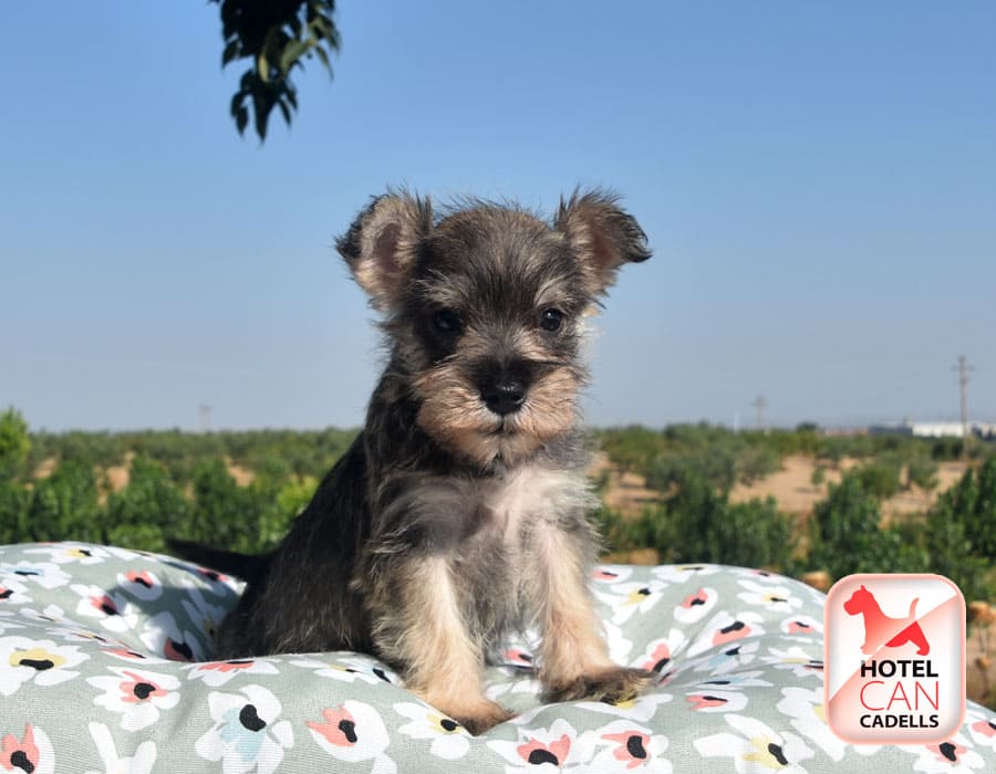 Criadores Schnauzer Miniatura