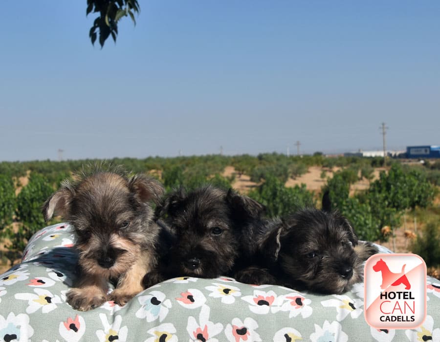 Schnauzer Mini precio