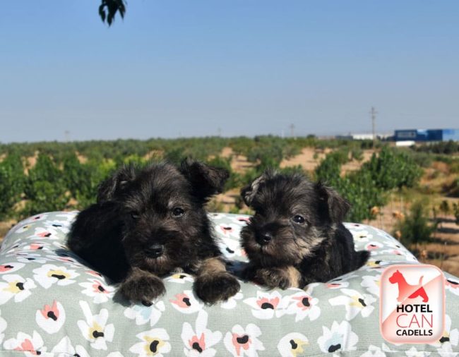 Schnauzer Mini 30-09-2025