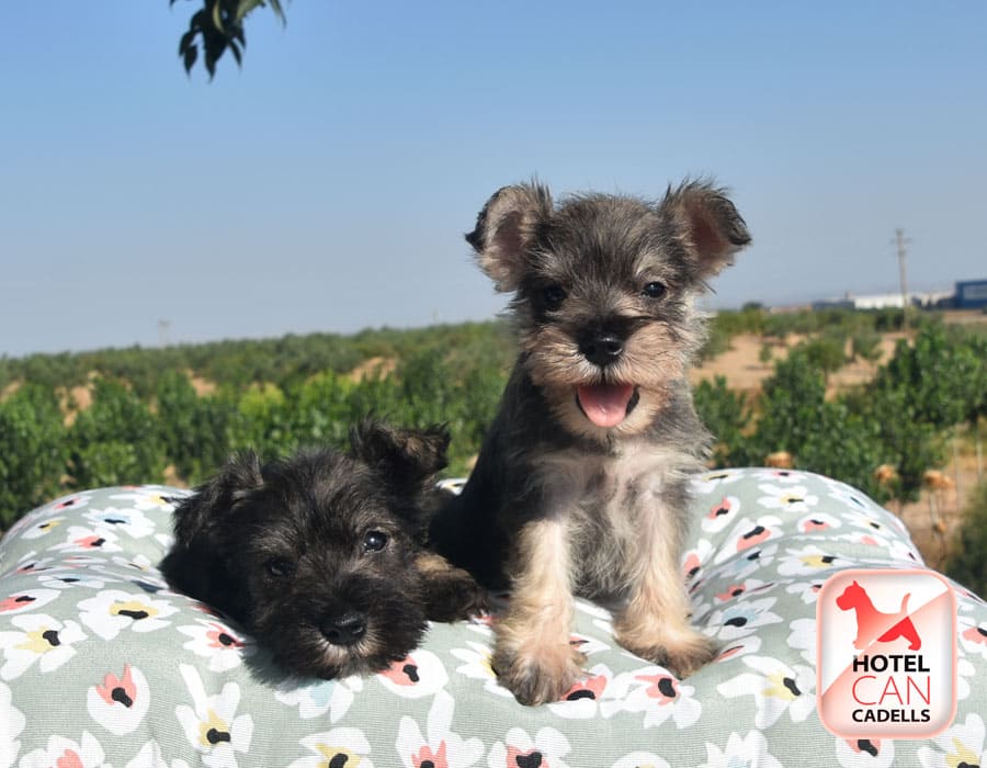 Schnauzer Miniatura criadero