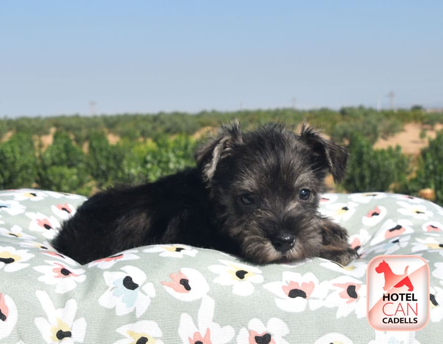 Venta de Schnauzer