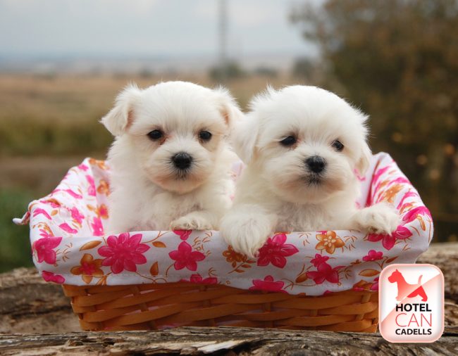 Bichón Maltés 05-10-2025