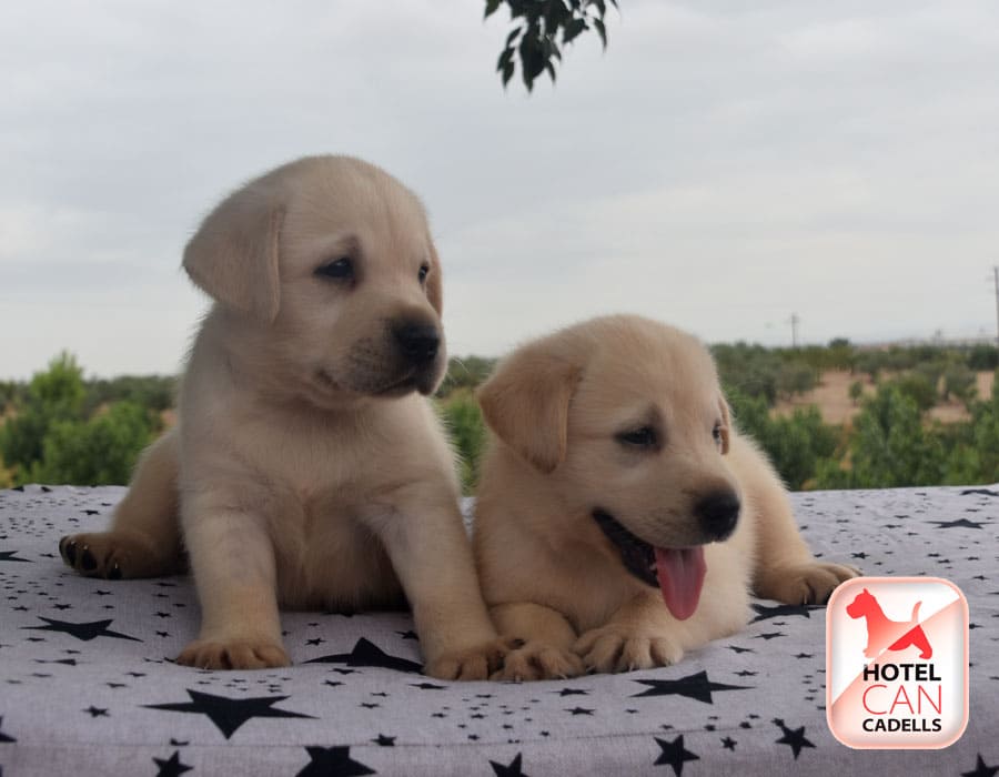 Cachorros Labrador Barcelona Hotelcan