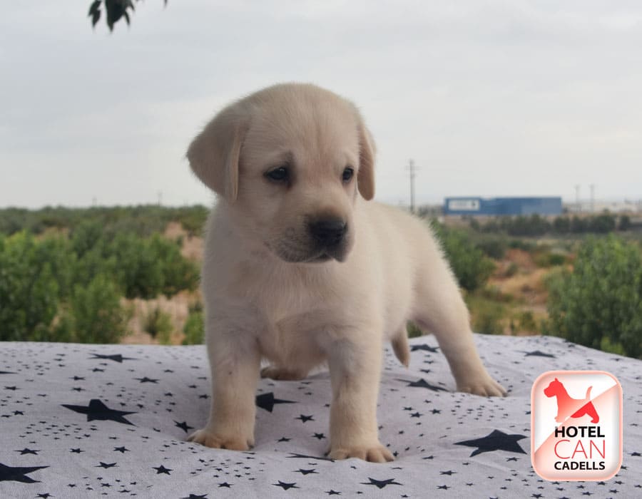Compra Labrador Retriever Hotelcan