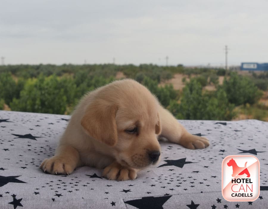 Compro cachorro Labrador Hotelcan