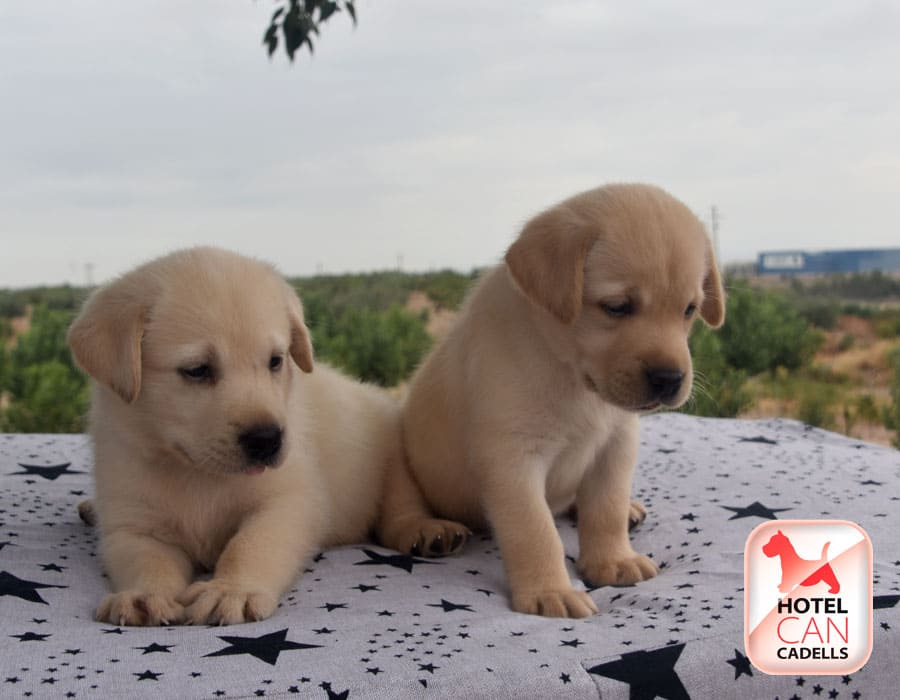 Compro Labradores Hotelcan