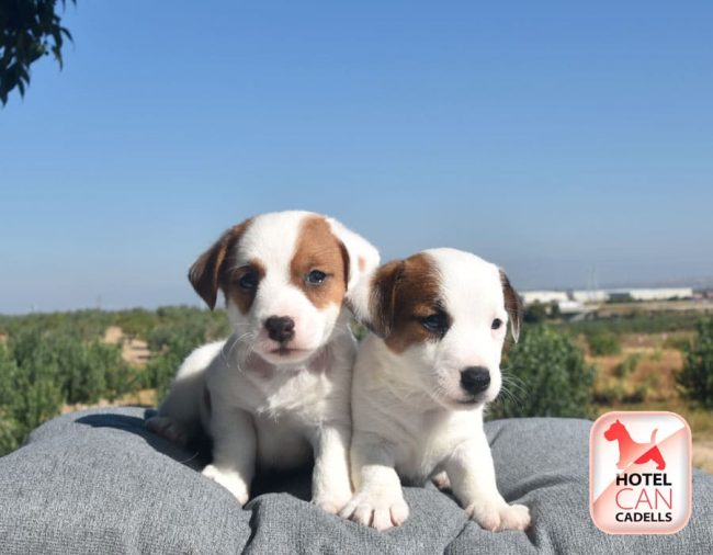 Madres en gestación, cachorros disponibles en diciembre.