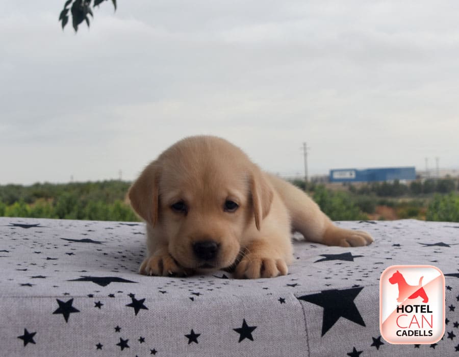 Labrador Retriever precio Hotelcan