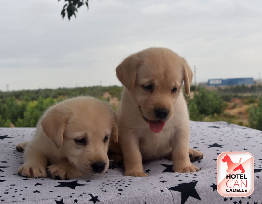 Perros Labrador cachorros Hotelcan