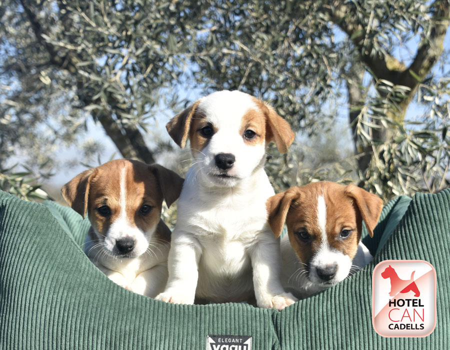 criador jack russell hotelcan