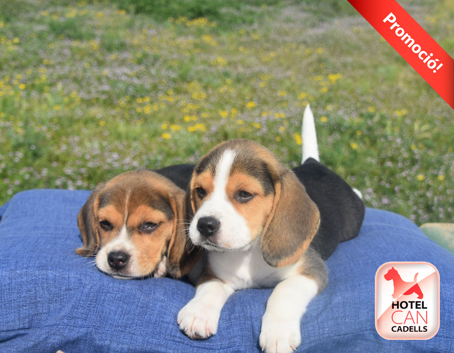 Beagle en Barcelona Hotelcan