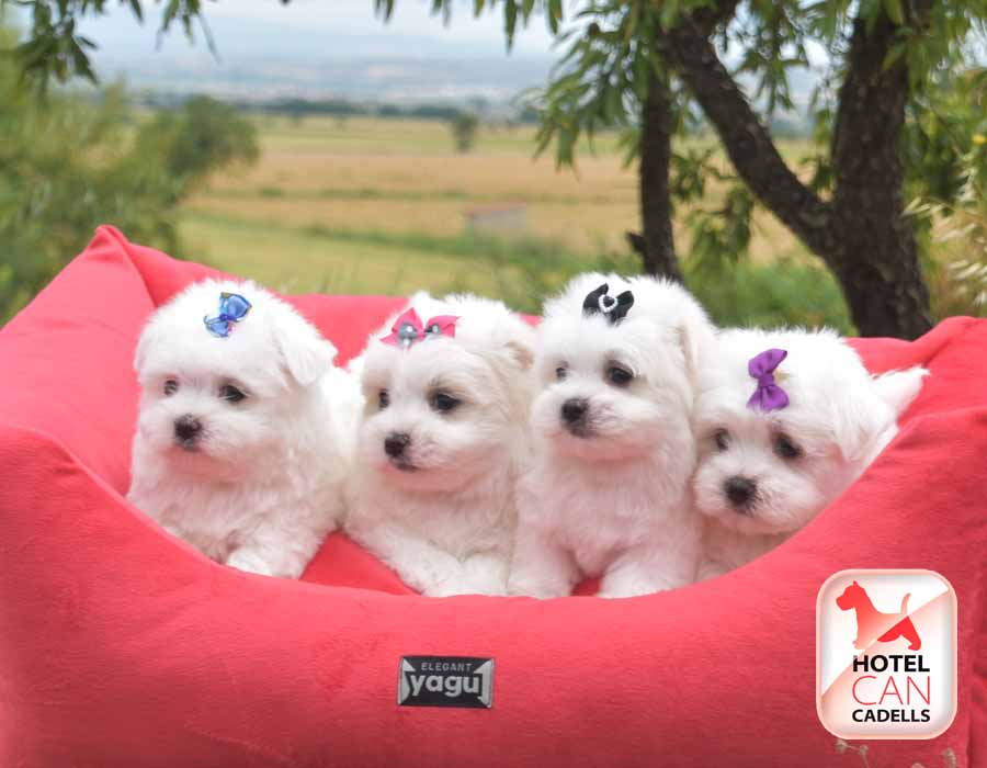 Bichon Maltes en Barcelona Hotelcan