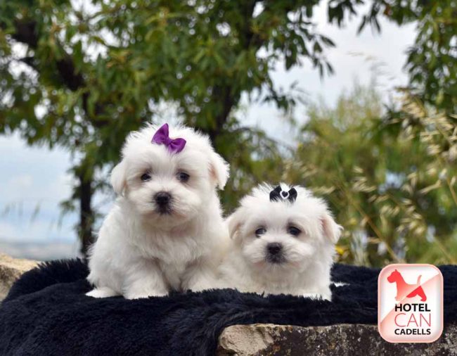 Bichón Maltés 19-08-2025