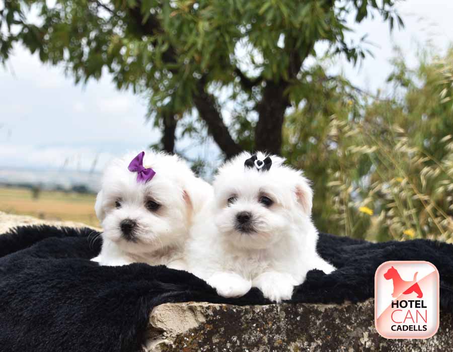 Bichon Maltes Toy precio Hotelcan