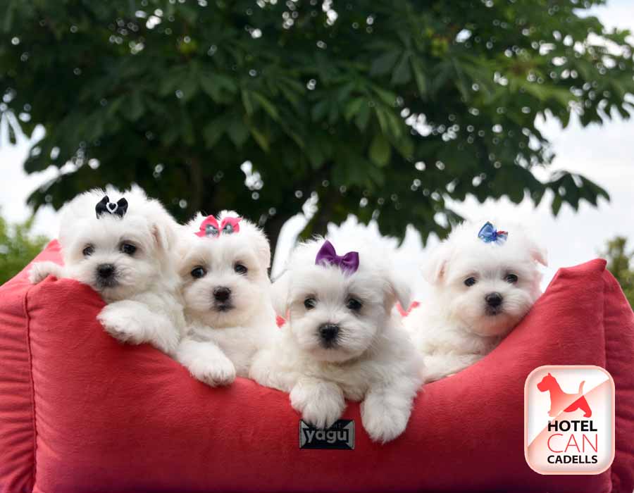 Bichon Maltes Toy venta Hotelcan