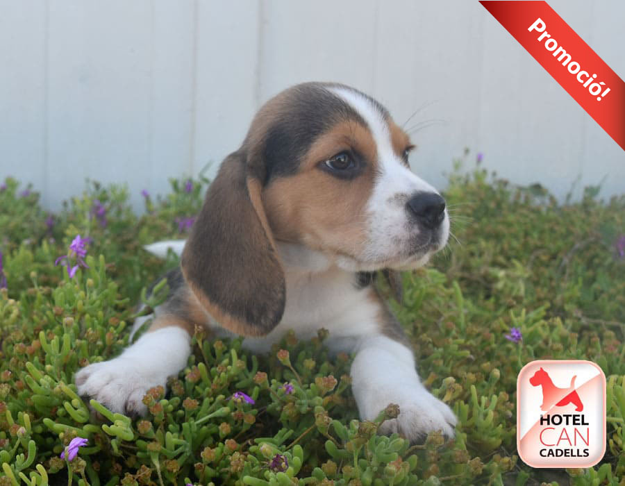 Cachorro Beagle Barcelona Hotelcan