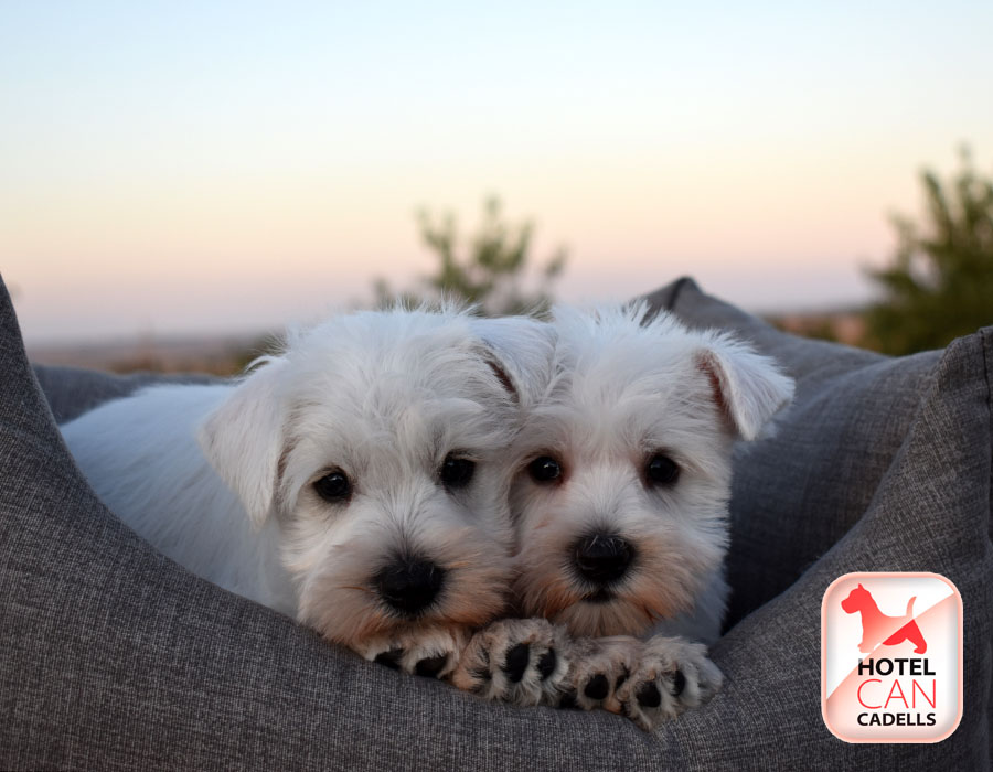 Cachorros de Schnauzer Hotelcan