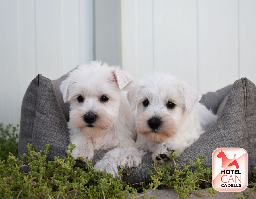 Cachorros Schnauzer Miniatura Hotelcan