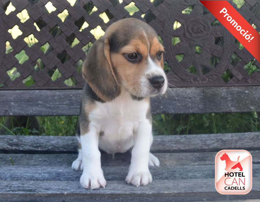 Comprar Beagle Barcelona Hotelcan