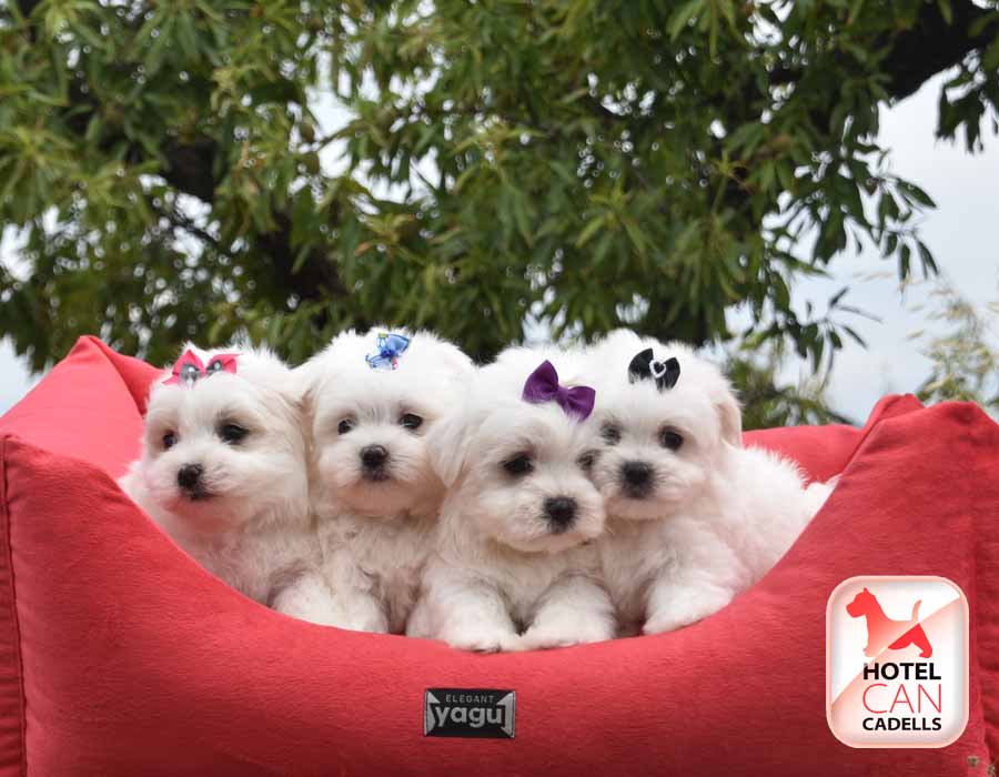 Comprar Bichon Maltes Toy Hotelcan