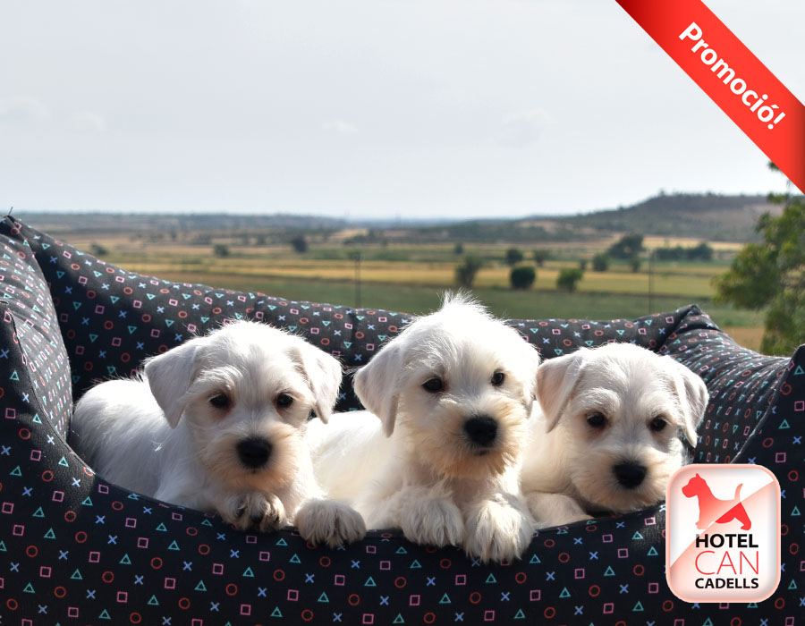 Comprar Schnauzer Miniatura Hotelcan