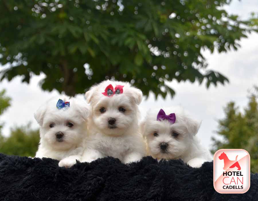 Comprar un Bichon Maltes Hotelcan