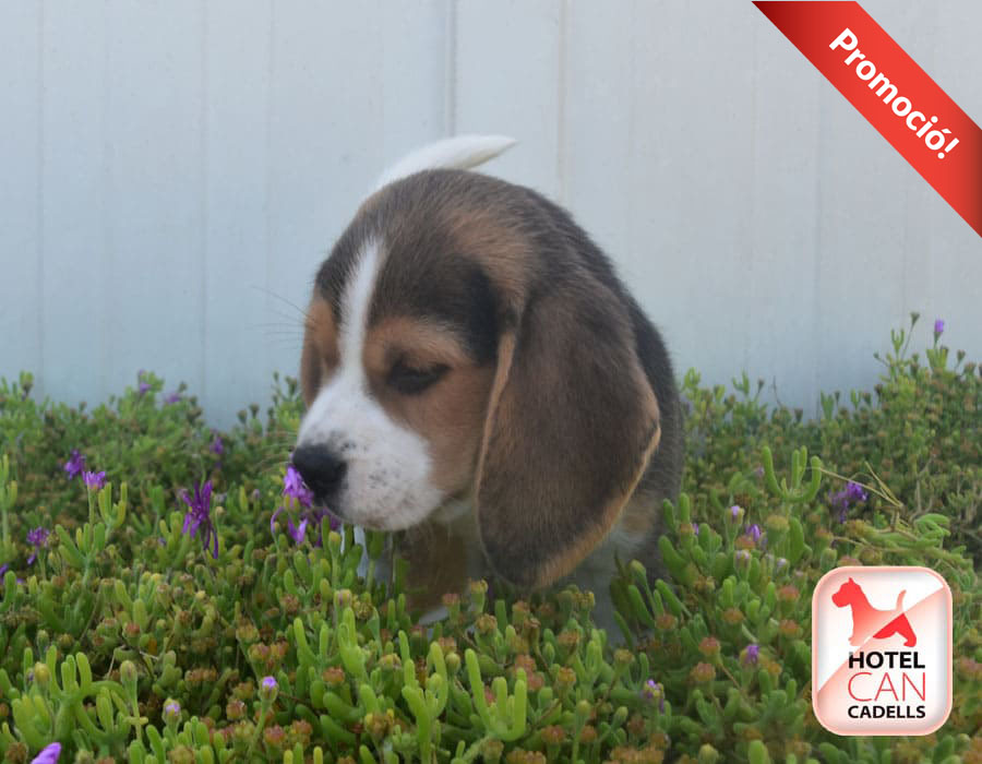 Compro Beagle Hotelcan