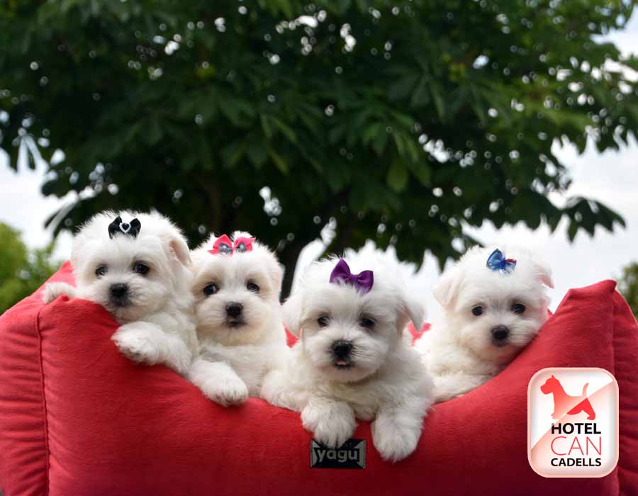 Compro Bichon Maltes Toy Hotelcan