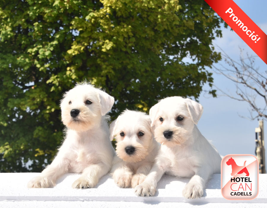 Compro Schnauzer Hotelcan