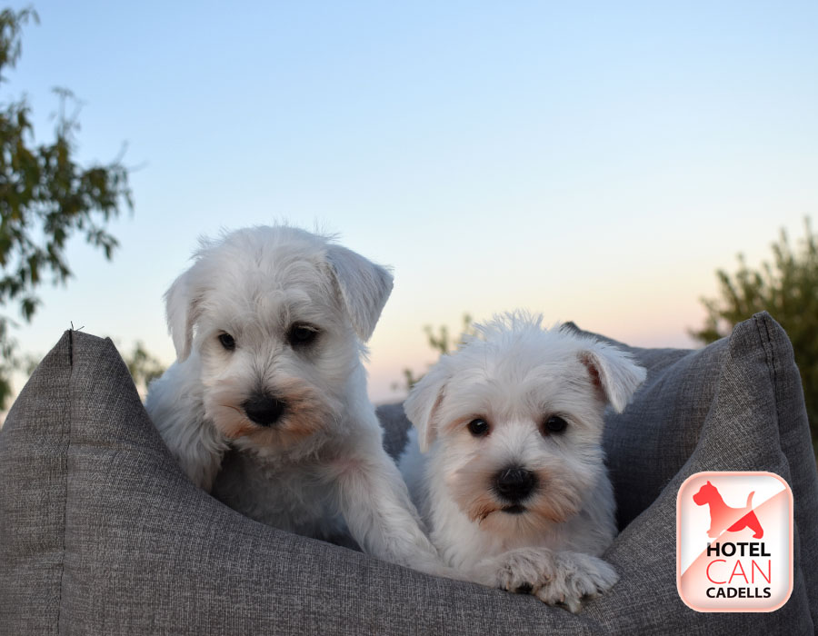 Compro Schnauzer Miniatura Hotelcan