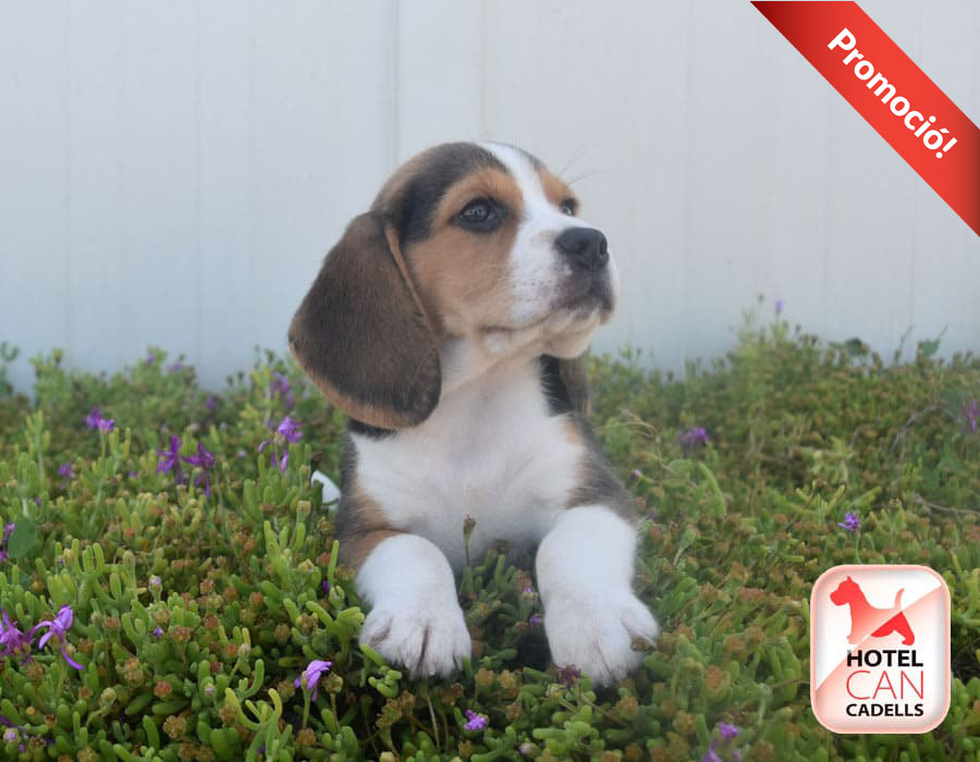 Criadero Beagle Barcelona Hotelcan