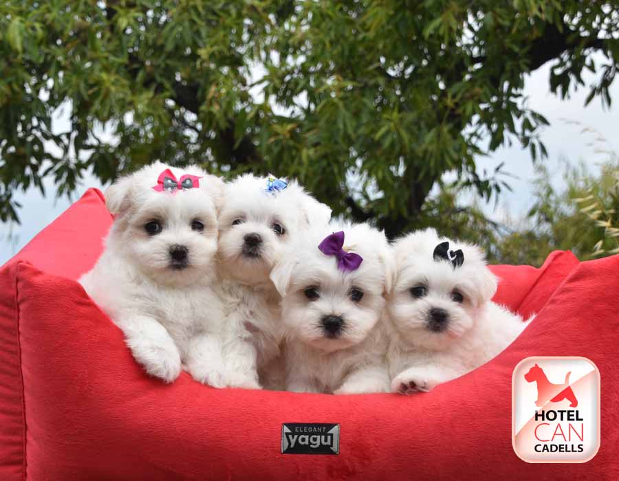Criadero Bichon Maltes Hotelcan