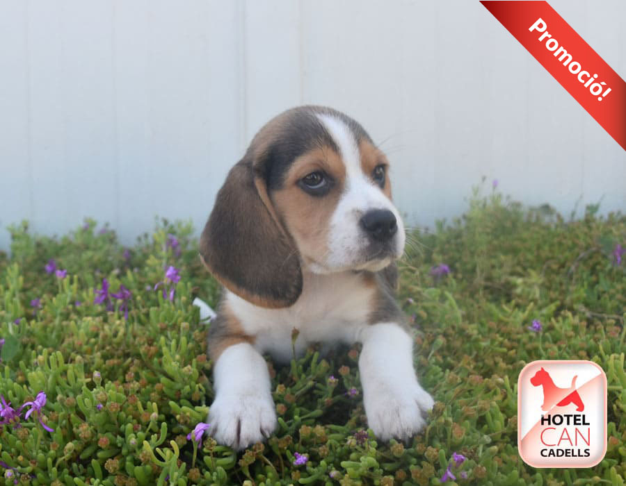 Criadero de Beagle Hotelcan